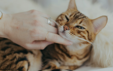 Pet Acupuncture